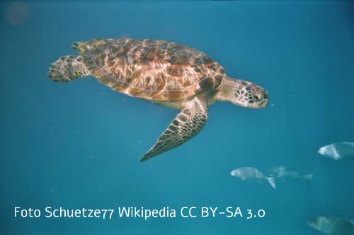 Suppenschildkrte (Chelonia mydas)